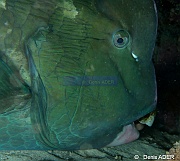 Bolbometopon muricatum perroquet a bosse-Moga Island Jetty Hoga-14m-20180529nuit-Denis-ADER-DSC_2006_tn